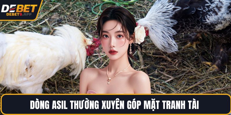 Dòng Asil thường xuyên góp mặt tranh tài